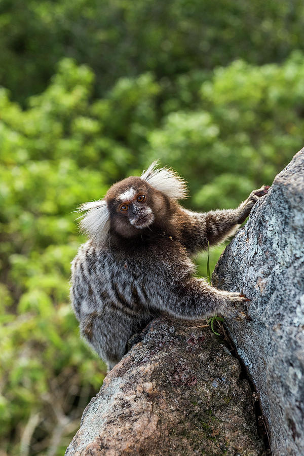 Common-marmoset Callithrix Jacchus Photograph by Vitor Marigo