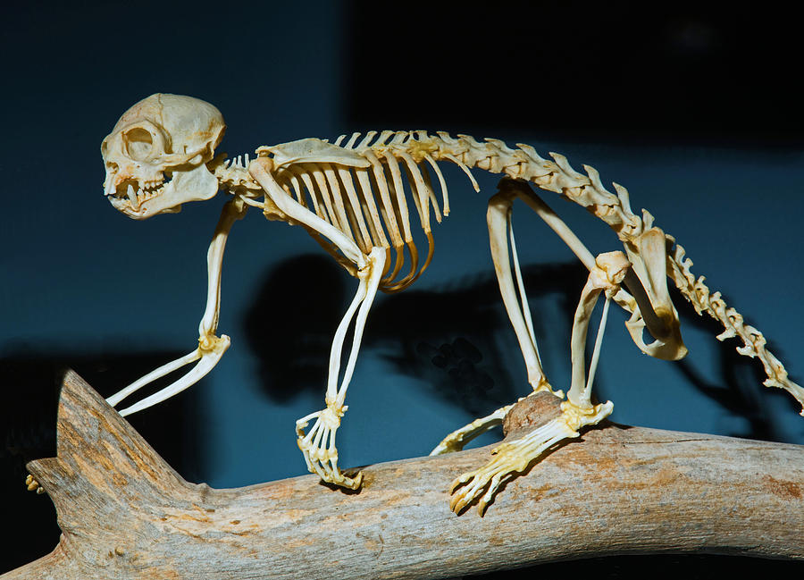 Common Marmoset Monkey Skeleton. 