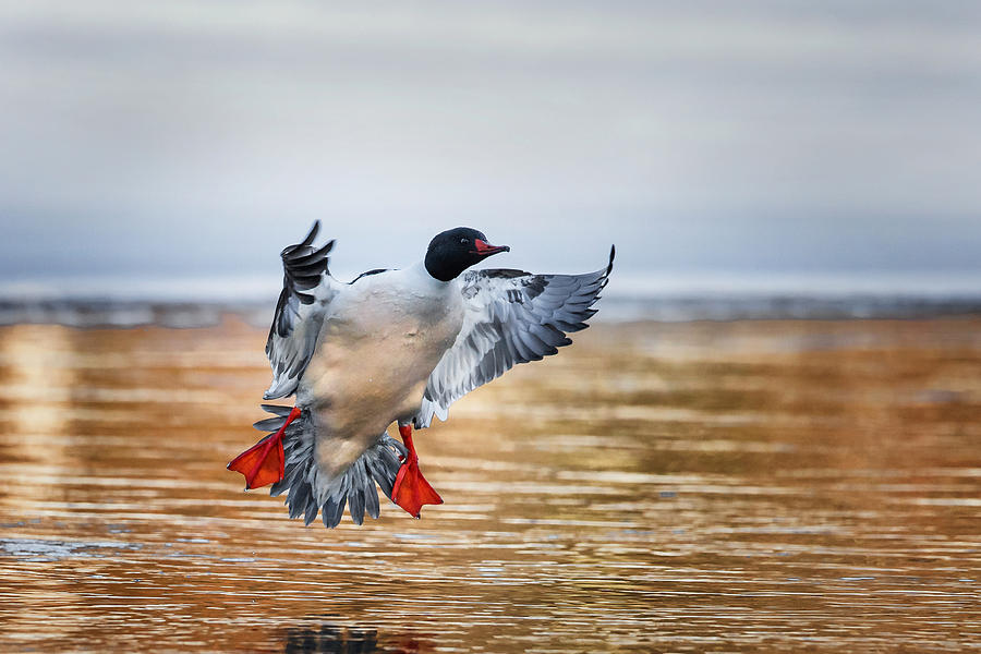 Duck Photograph - Common Merganser Drake by Bill Wakeley