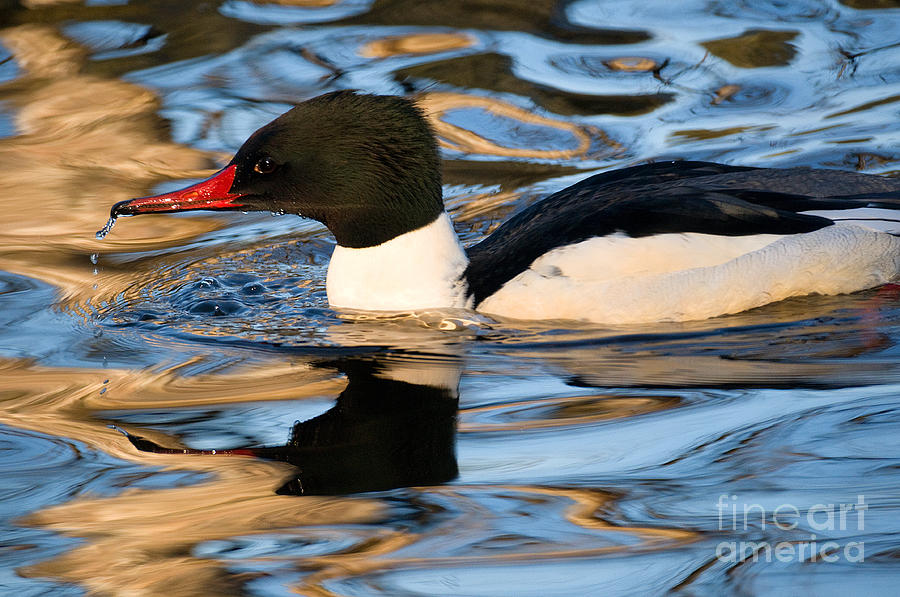 Common Merganser Duck 2 Photograph by Terry Elniski