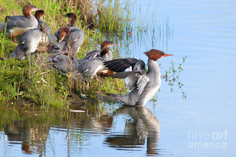Common Merganser Family 2a Photograph by Sharon Talson