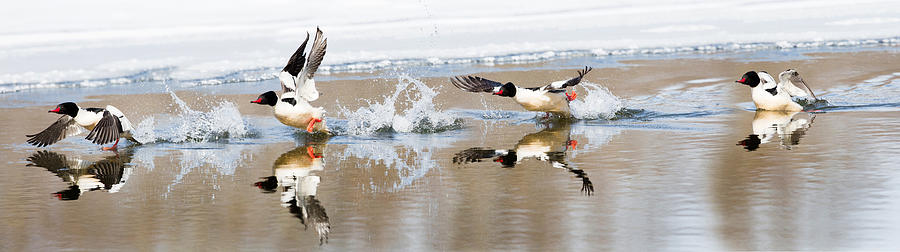 Common Merganser Flight Photograph by Bill Wakeley