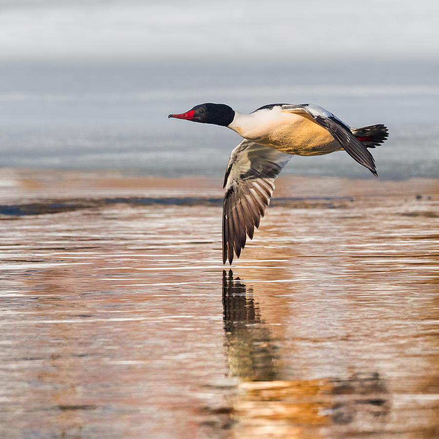 Common Merganser In Flight Square Photograph by Bill Wakeley