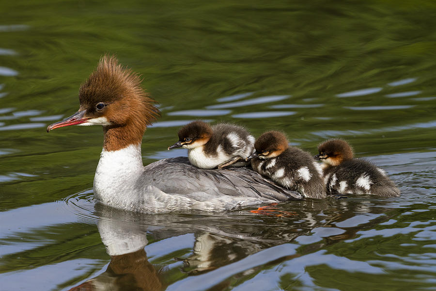 Common Merganser Mother Carrying Chicks Photograph by Konrad Wothe