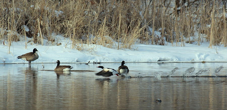 Common Merganser Takes Off Photograph by Rosanne Jordan - Fine Art America