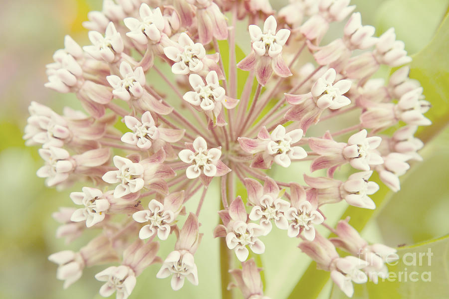 Common Milkweed Photograph by Chris Scroggins