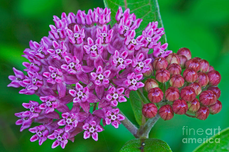 Flowers Still Life Photograph - Common Milkweed by Kenneth M Highfill