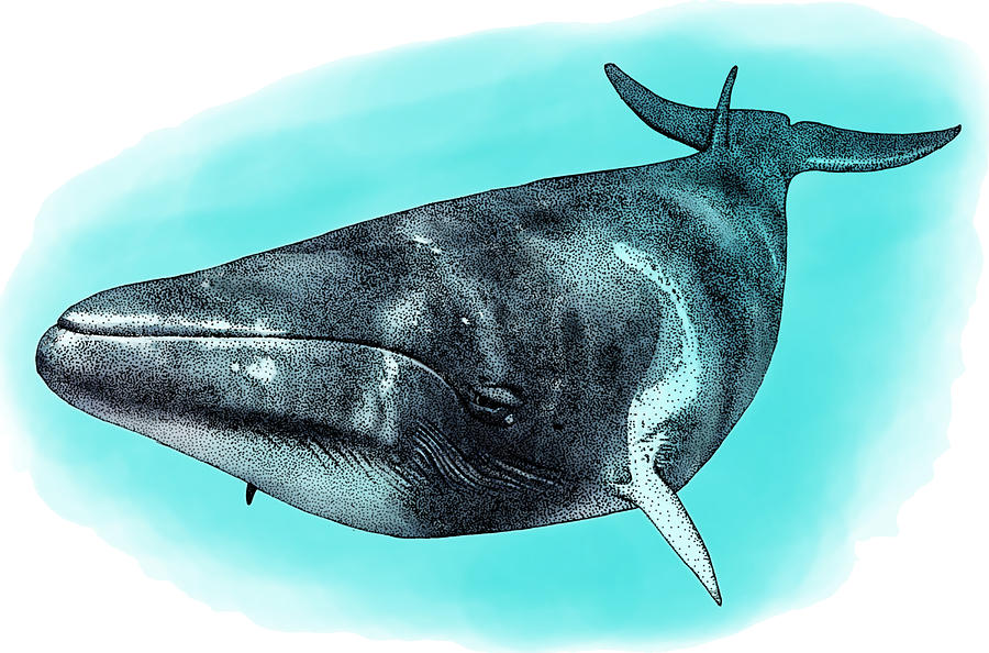Common Minke Whale, Illustration Photograph by Roger Hall