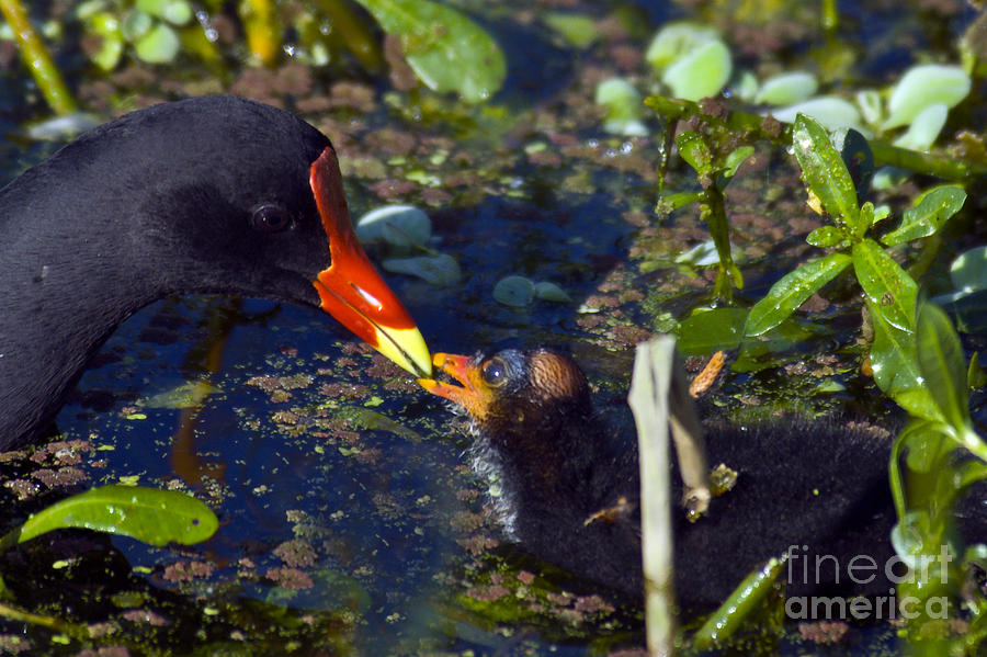 Common Moorhen Mother & Chick Photograph by Mark Newman