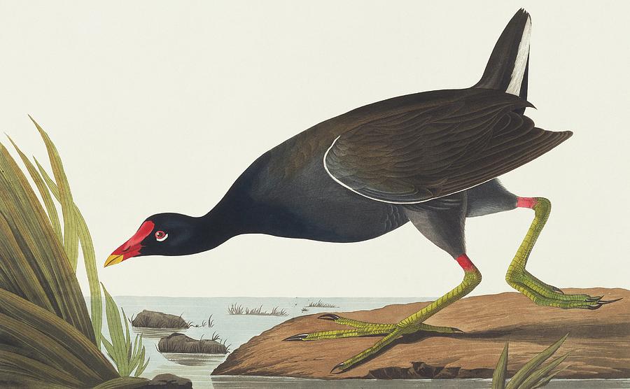Common Moorhen Photograph by Natural History Museum, London/science Photo Library