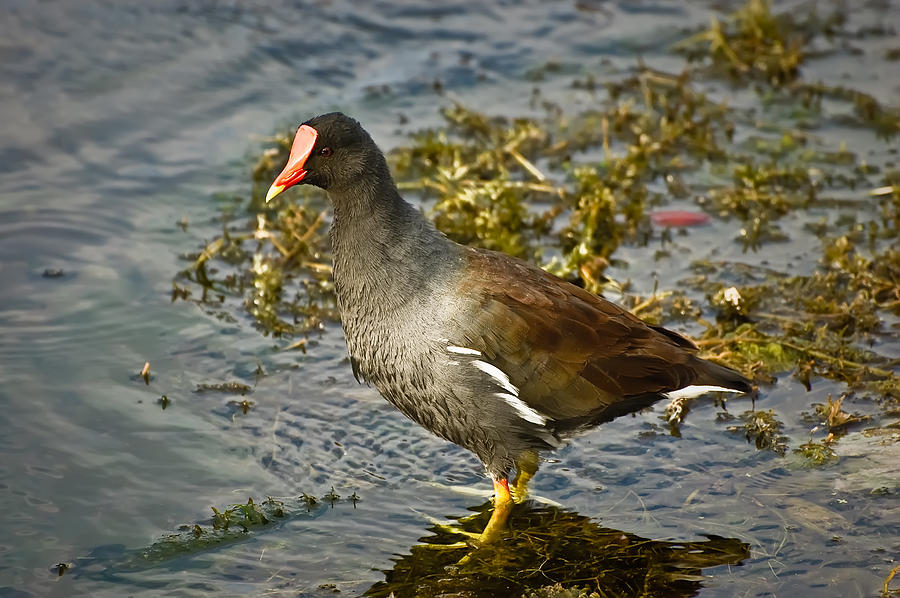 Common Moorhen Photograph by Richard Leighton - Fine Art America