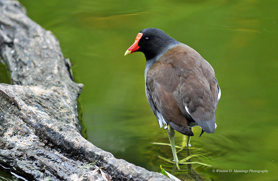 Common Moorhen Photograph by Winston D Munnings