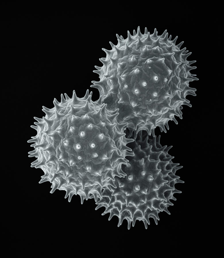 Common Morning Glory Pollen SEM Photograph by Albert Lleal