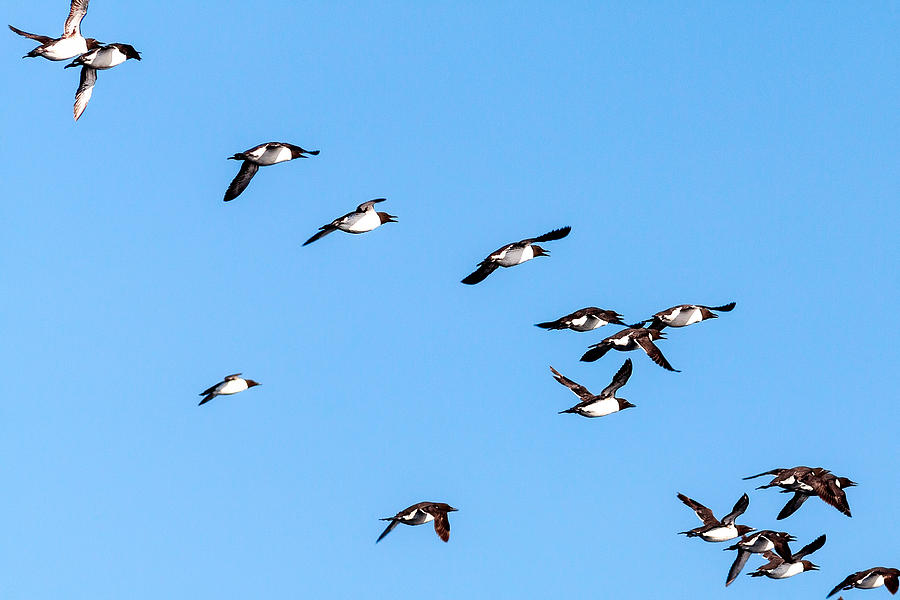 Common Murres Flying Away Photograph by Perla Copernik