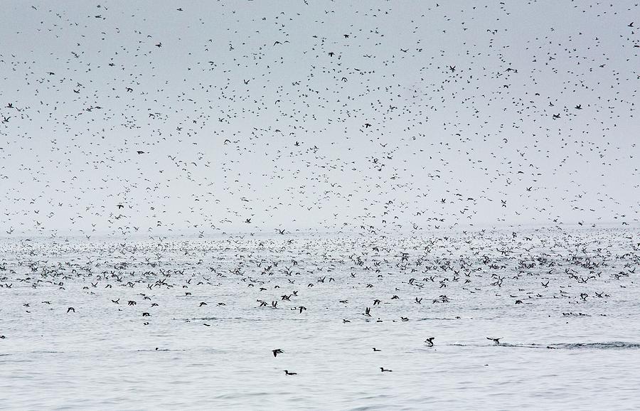 Common Murres In Flight By Bob Gibbonsscience Photo Library 1212