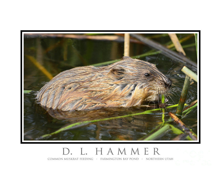 Common Muskrat Feeding Photograph by Dennis Hammer