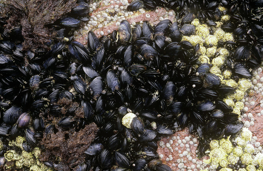 Common Mussels (mytilus Edulis)_ by Alan Punton Esq/science Photo Library