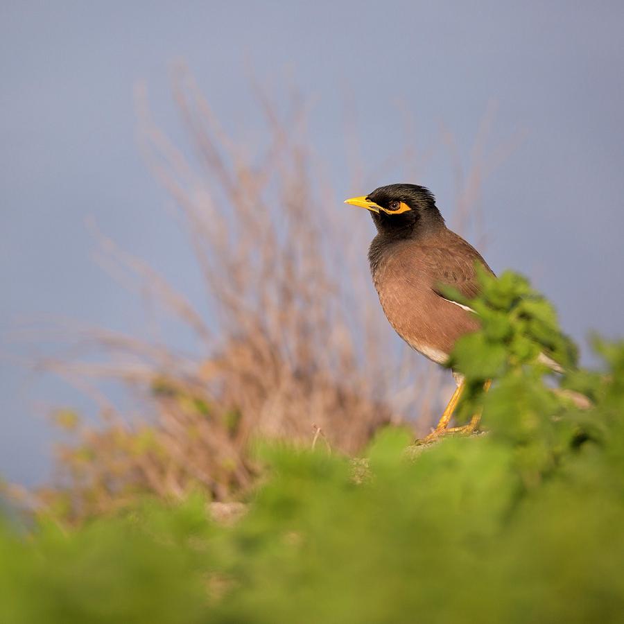 Common Myna Acridotheres Tristis Photograph by Photostock-israel/science Photo Library