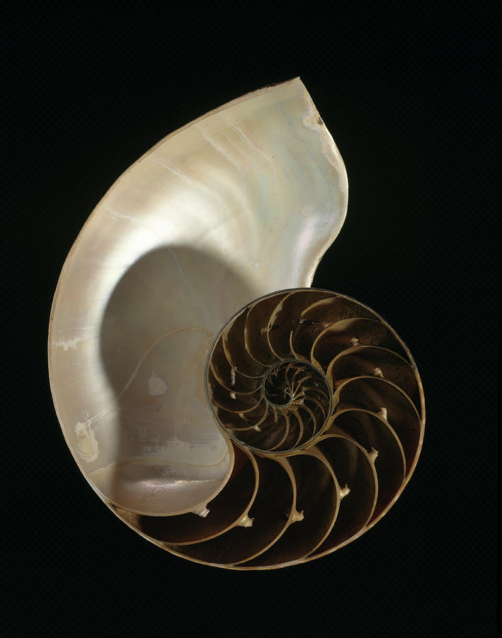 Common Nautilus Photograph by Natural History Museum, London