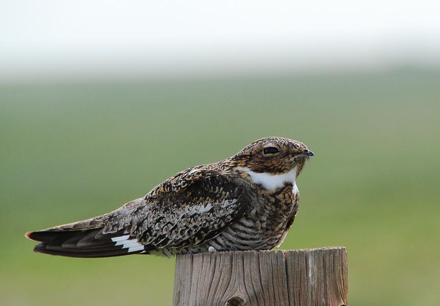 Common Nighthawk at Rest Photograph by Cascade Colors