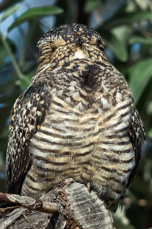 Tree Photograph - Common Nighthawk Napping by Kathleen Bishop