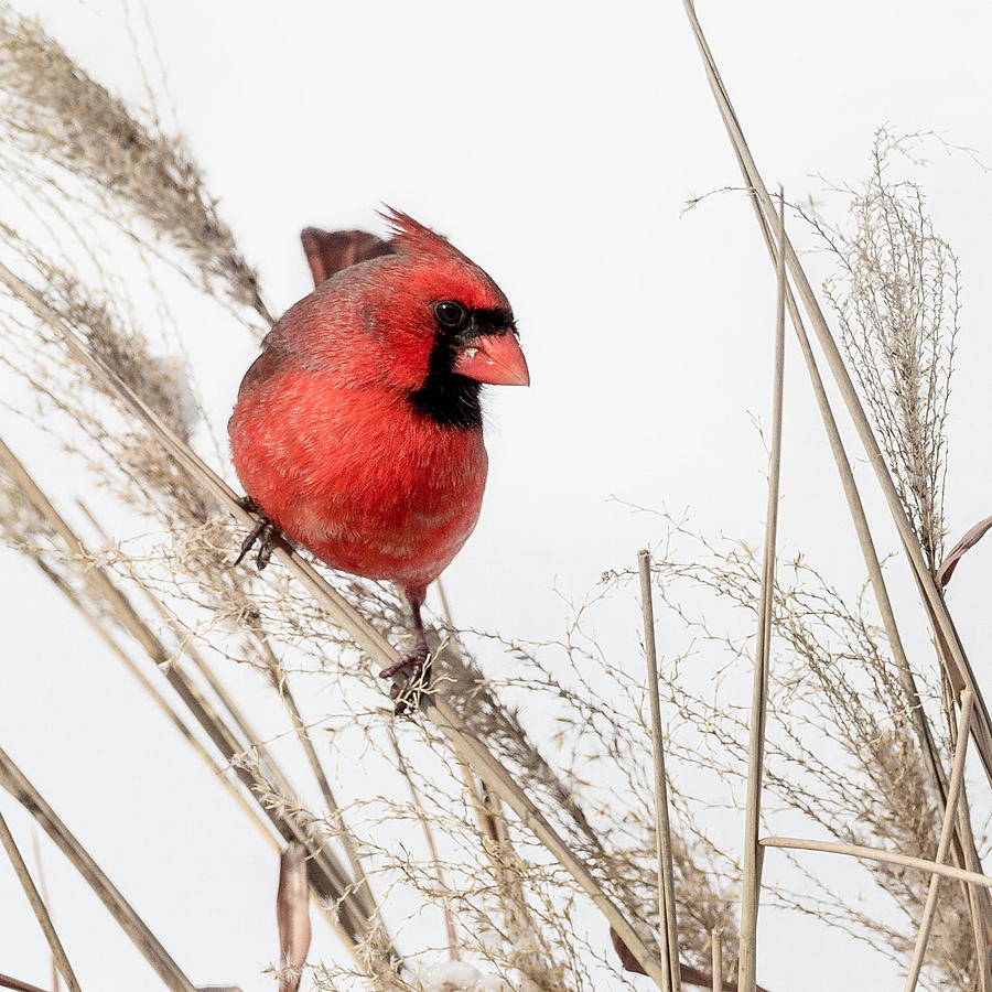 Cardinal Photograph - Common Northern Cardinal Square by Bill Wakeley