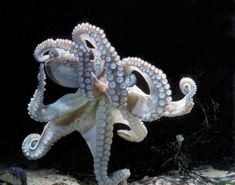 Common Octopus Photograph by Jean-Michel Labat