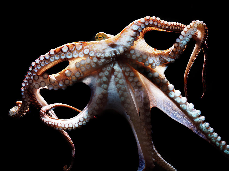 Common Octopus, Octopus Vulgaris Photograph by Henrik Sorensen