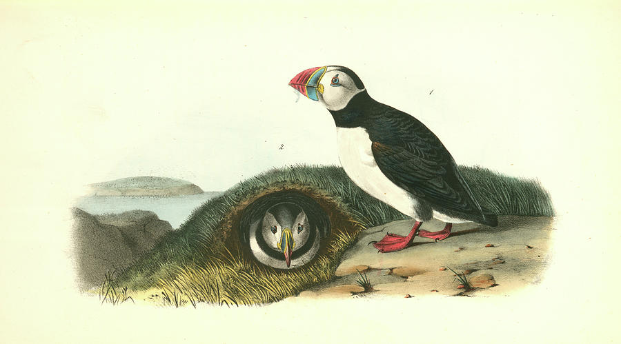 Bird Drawing - Common Or Arctic Puffin. 1. Male. 2 Female by Artokoloro