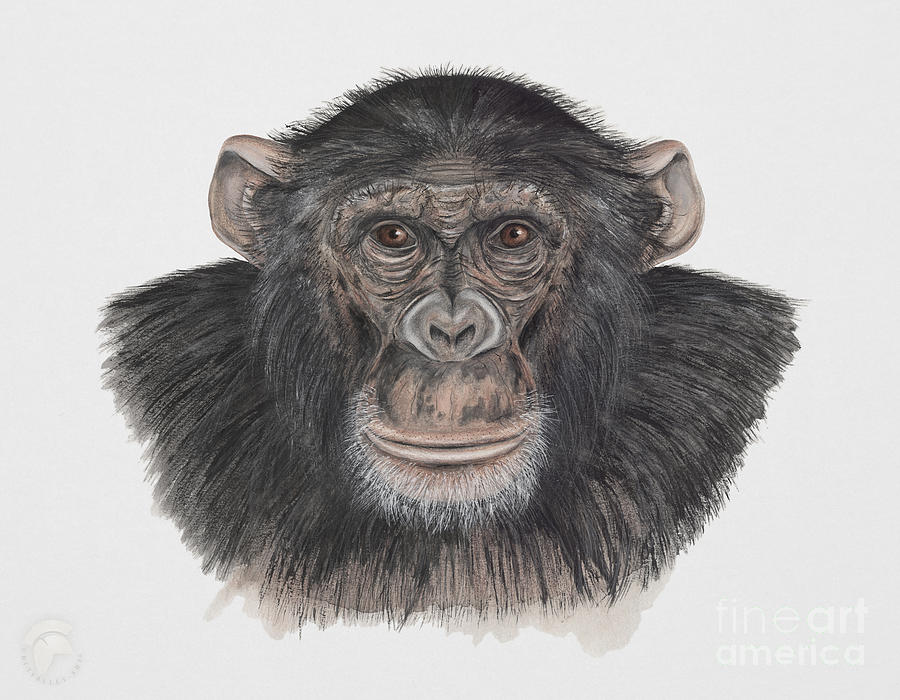 Common or Robust Chimpanzee - Pan troglodytes - Chimpanze - Chimpance - Scimpanze - Simpansi - Ape  Painting by Urft Valley Art  Matt J G  Maassen-Pohlen