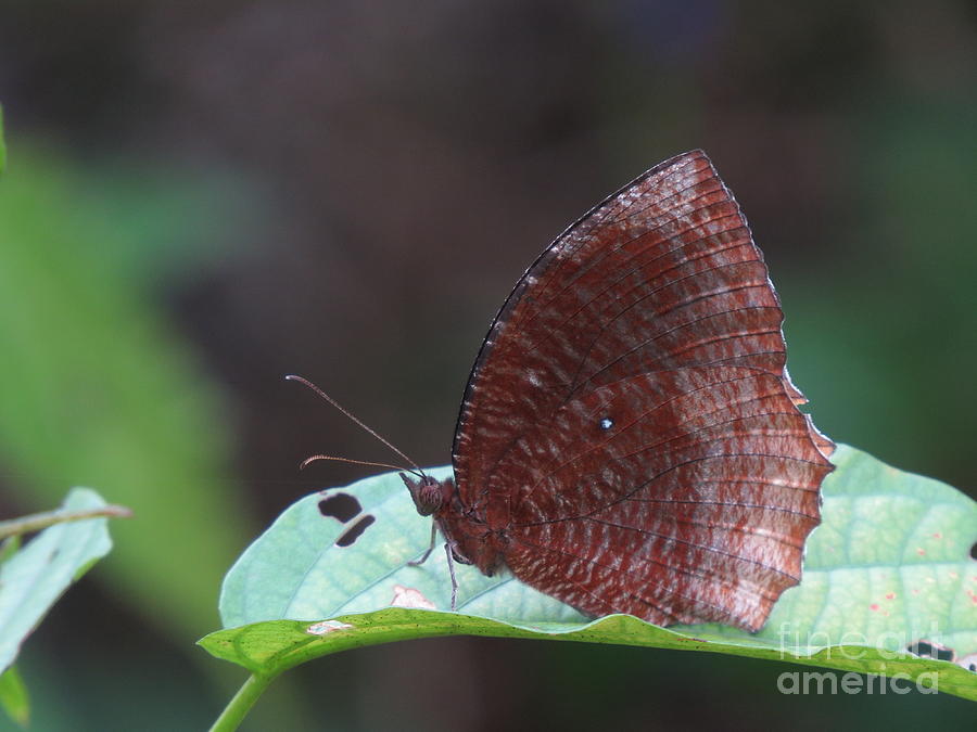Common Palmfly Butterfly Photograph by Madura Prasanga