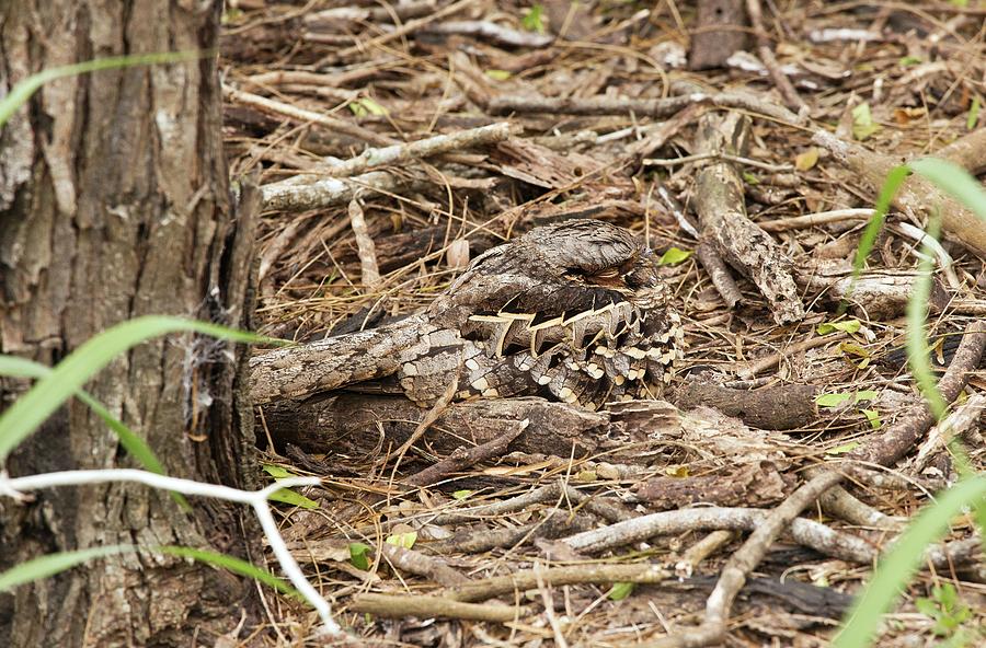 Common Pauraque Photograph by Bob Gibbons/science Photo Library | Fine ...