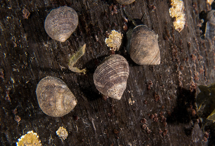 Common Periwinkles Photograph by Andrew J. Martinez