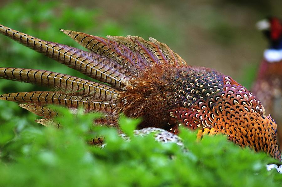 Animal Photograph - Common pheasants by Science Photo Library