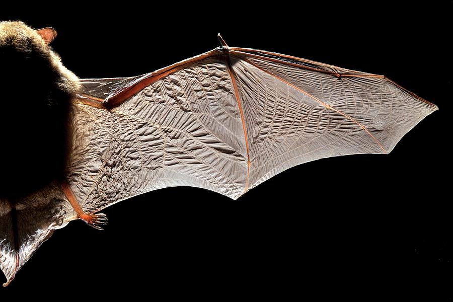 Common Pipistrelle Bat Wing Photograph by Alex Hyde