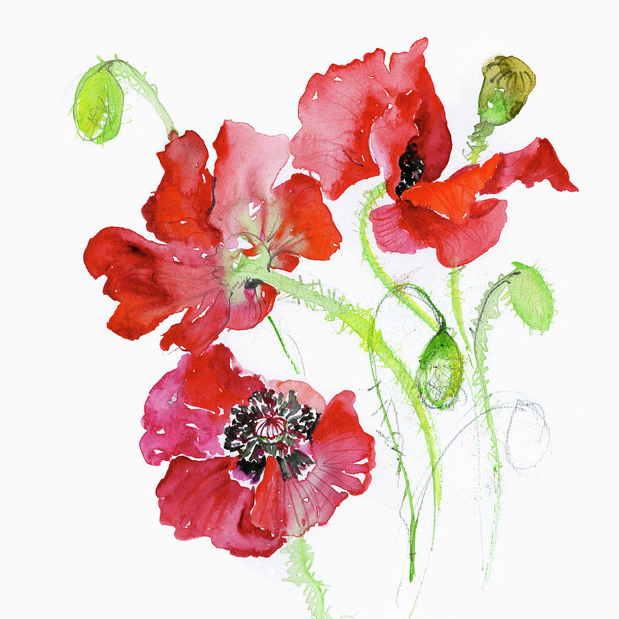Common Poppy Papaver Rhoeas Photograph by Ikon Ikon Images