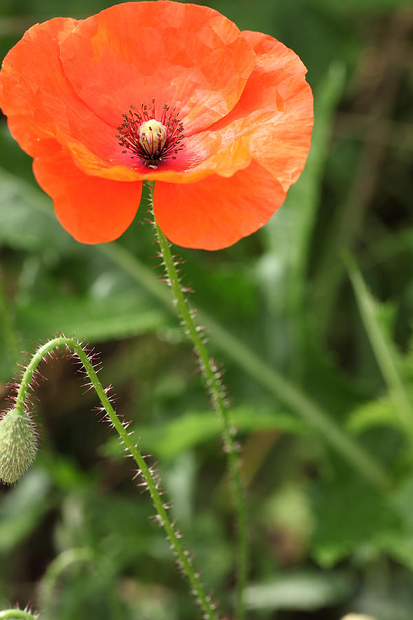 Poppy Photograph - Common Poppy by Paul Lilley