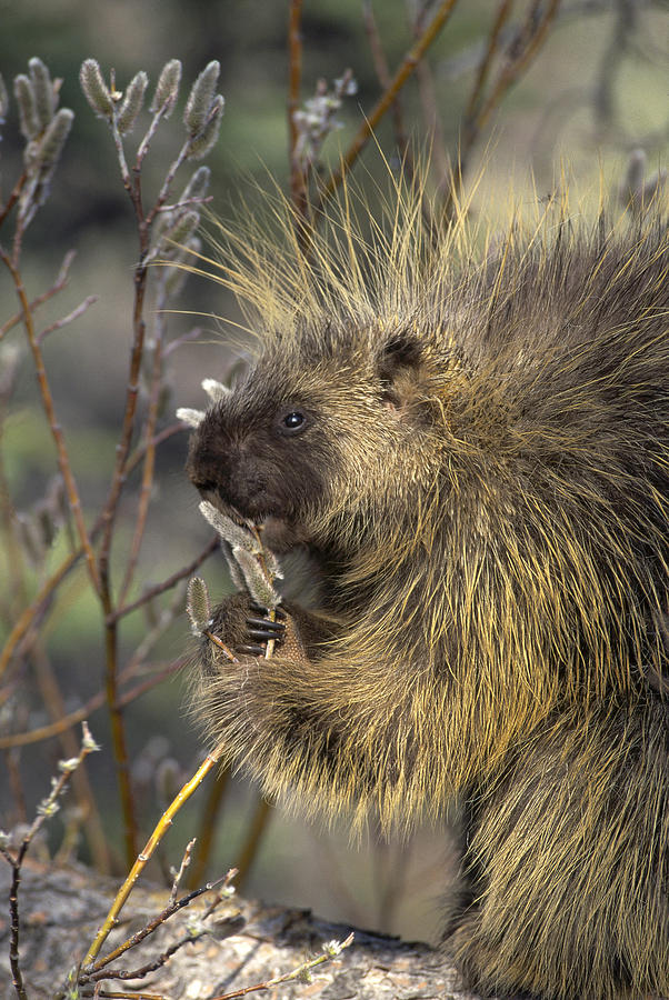 Common Porcupine Feeding On Pussywillow Photograph by Michael Quinton