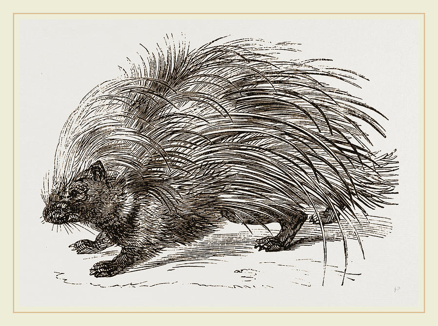 porcupine drawing for kids