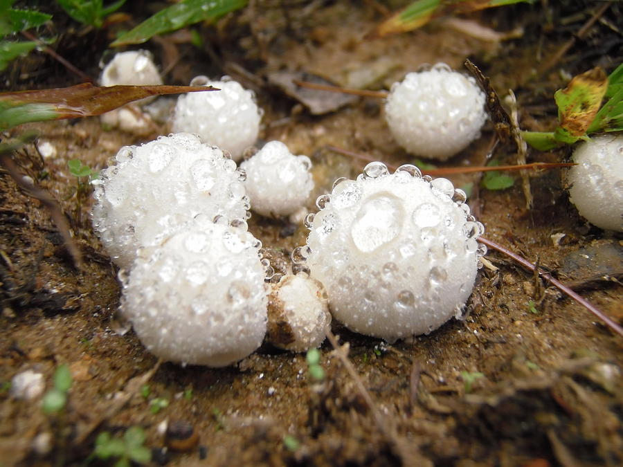 Common Puffball Dewdrop Harvest Photograph by Nicole Angell