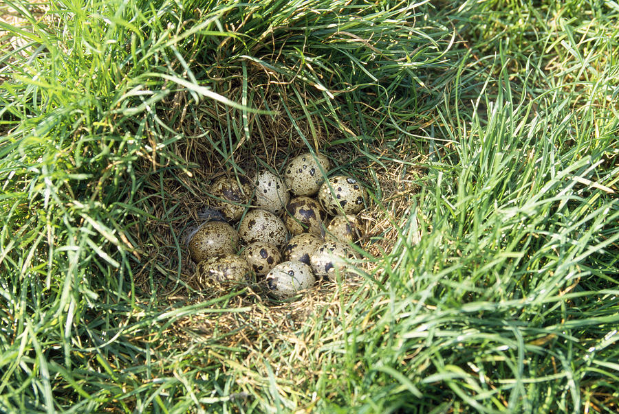 Common Quail Nest Photograph by M. Watson Fine Art America