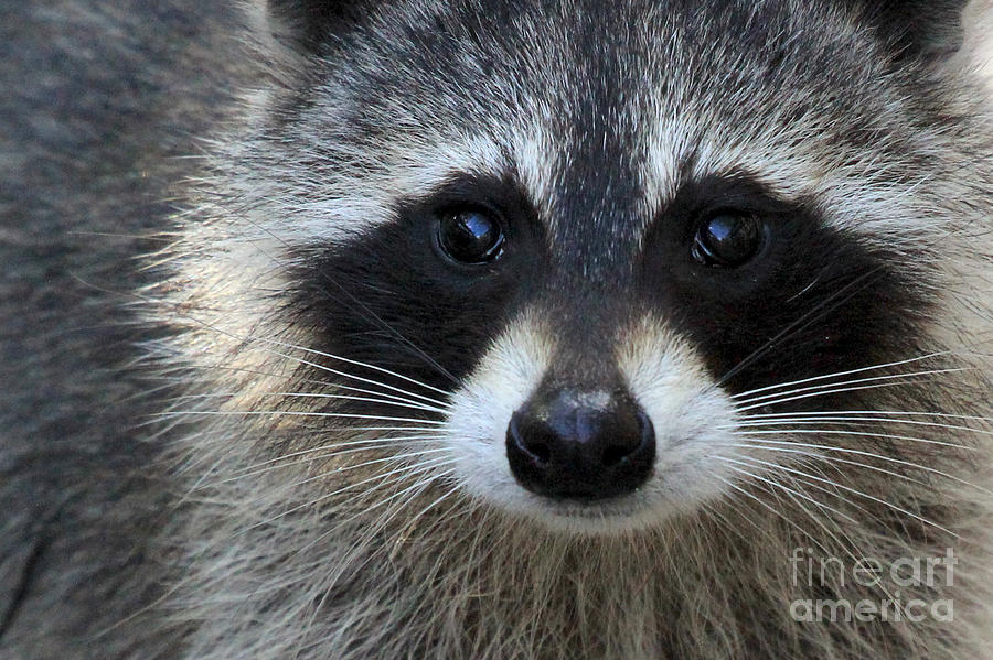 Common Raccoon Photograph by Meg Rousher
