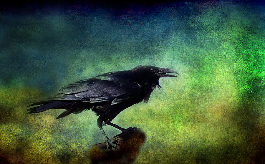 Bird Photograph - Common Raven by Barbara Manis