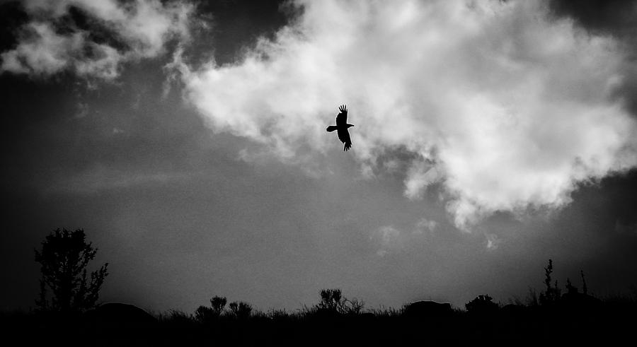 Common Raven Black and White Photograph by Carl Moore