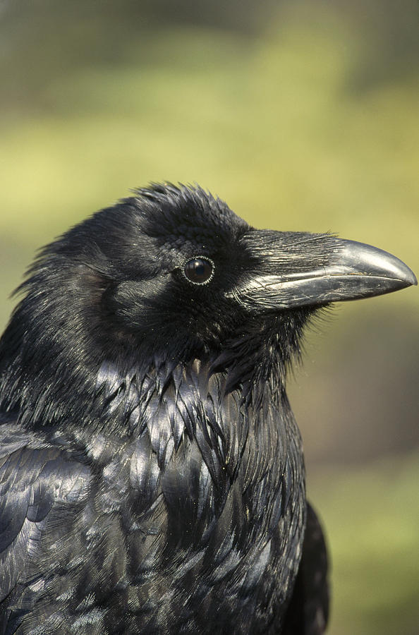 Common Raven Portrait Alaska Photograph by Michael Quinton