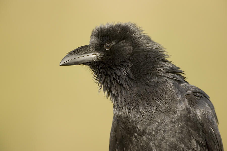 Common Raven Portrait Arizona Photograph by Tom Vezo