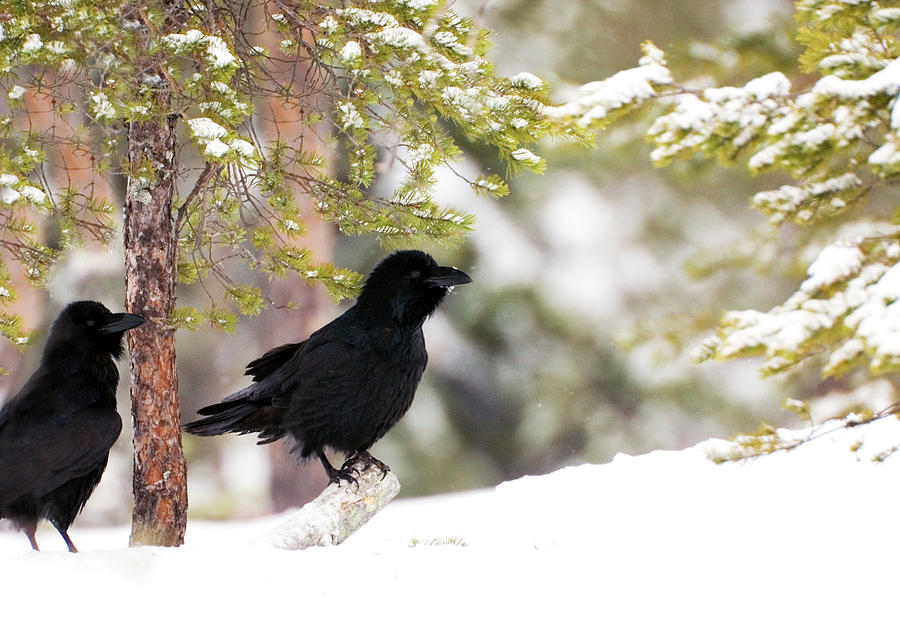 Common Ravens Photograph by John Devries/science Photo Library