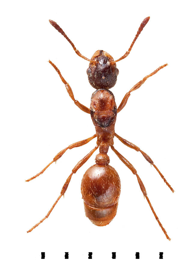 Common Red Ant Photograph by Natural History Museum, London