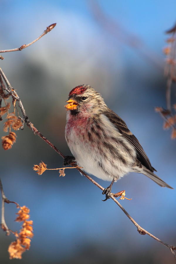 Common Redpoll Photograph by Bruce J Robinson