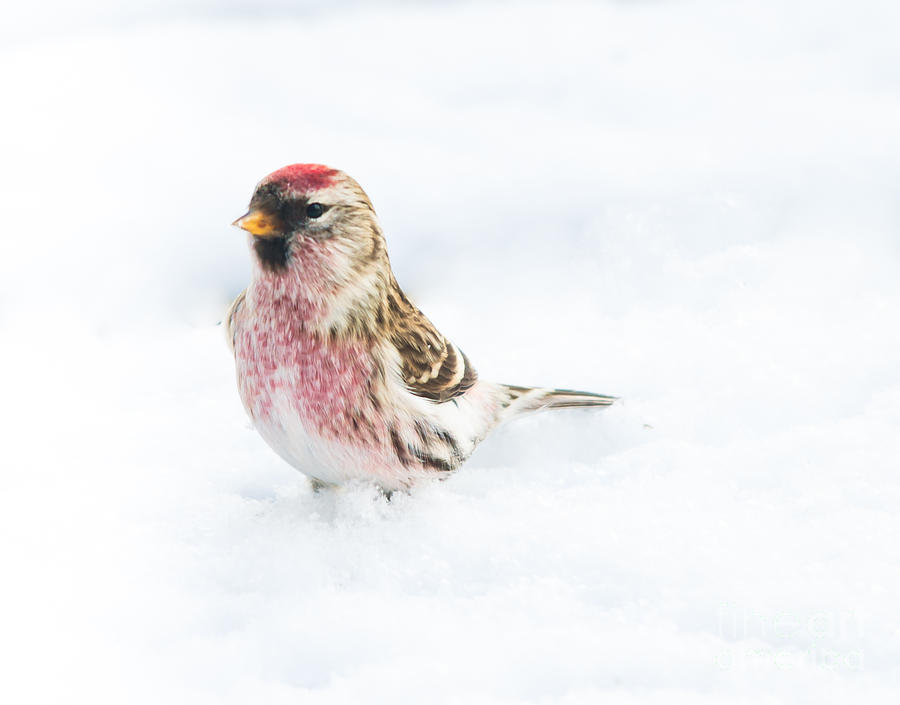 Common Redpoll Photograph by Cheryl Baxter